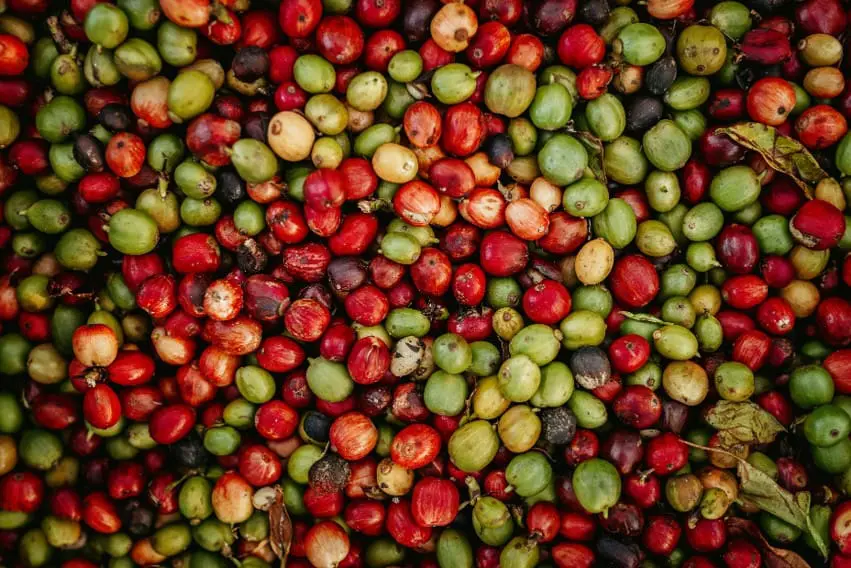 Mixed Coffee Beans